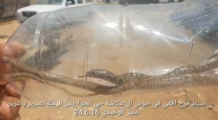  فيديو: العثور على فرخ أفعى في حي الجواريش بالرملة وتحذيرات للأهالي